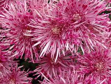 Pink Chrysanthemums Royalty Free Stock Photo Pink Chrysanthemums Royalty Free Stock Photo