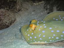 Ribbontail Blue Spotted Stingray Royalty Free Stock Images Ribbontail Blue Spotted Stingray Royalty Free Stock Images