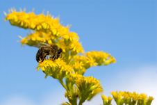 Bee Collecting Pollen Royalty Free Stock Image Bee Collecting Pollen Royalty Free Stock Image
