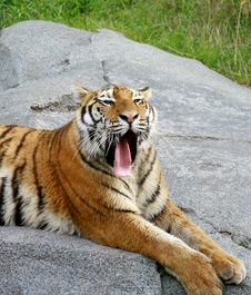 Tiger Yawning Royalty Free Stock Images