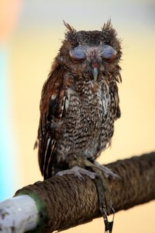 Screech Owl Stock Photos Screech Owl Stock Photos