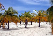 Palm Trees On White Beach Stock Images