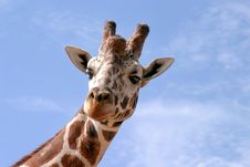 Portrait Of Giraffe Royalty Free Stock Photography