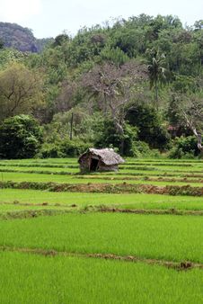 House On The Rice Field Stock Photo