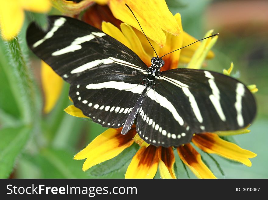 Image of a white and black butterfly resting on a flower.