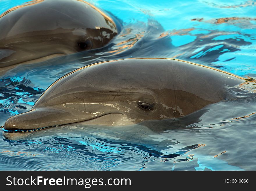 Dolphin smiling in a blue  pool water. Dolphin smiling in a blue  pool water