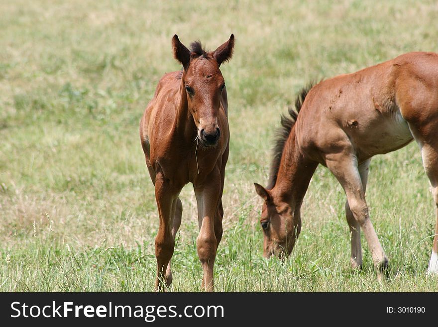 Two new foals out in the pasture to graze on grass. Two new foals out in the pasture to graze on grass
