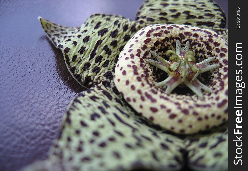 Exotic  flower, speckled colouring,parts, macro