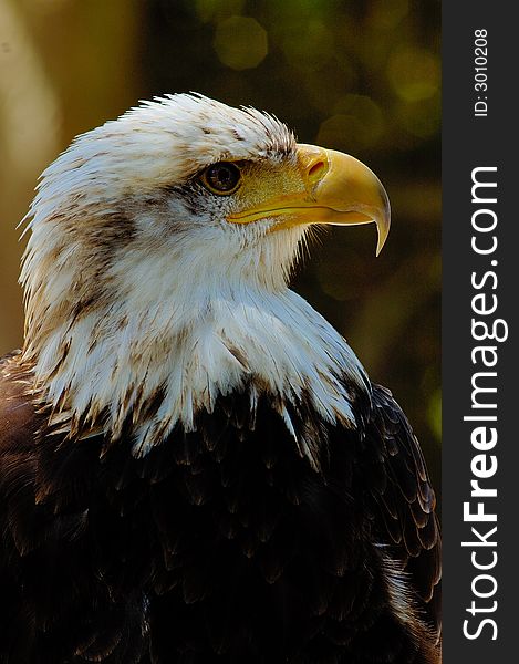 Portrait of young bald eagle with brawn background. Portrait of young bald eagle with brawn background