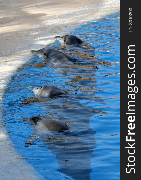 Four dolphin lineup along a blue pool