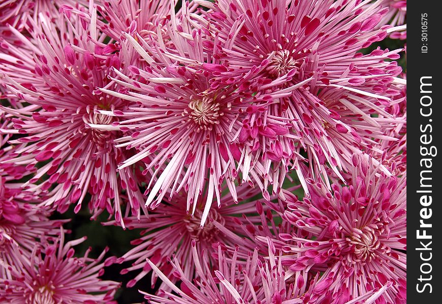 Pink chrysanthemums in the garden