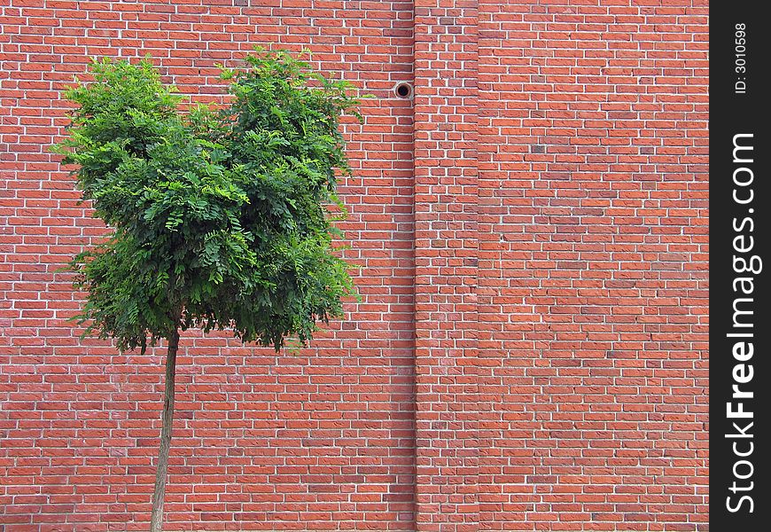 Wall made of red bricks with a tree. Wall made of red bricks with a tree