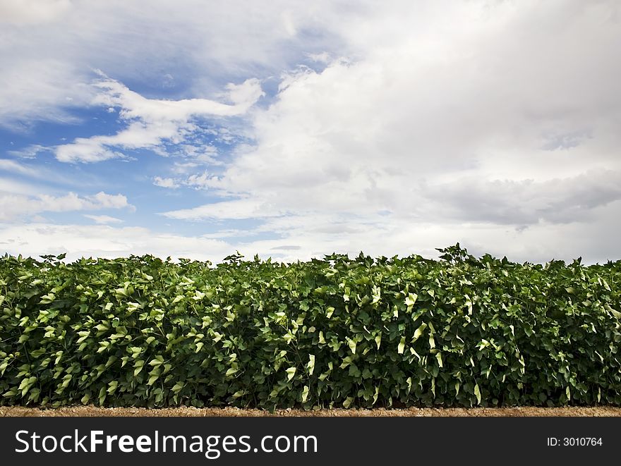 Green leafy crop with a cloudy blue sky in the background. Green leafy crop with a cloudy blue sky in the background.