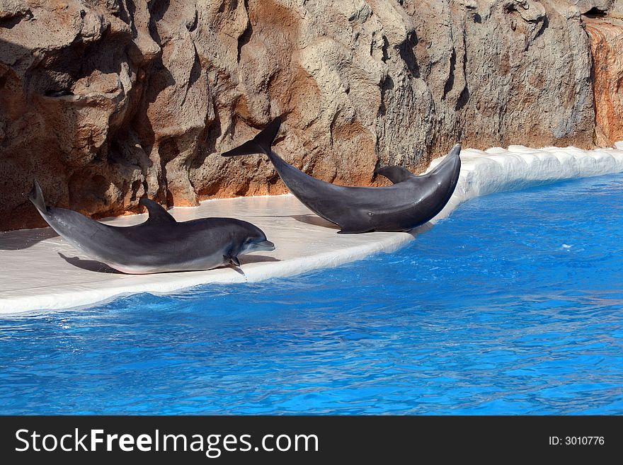 Two dolphins on the side of a pool