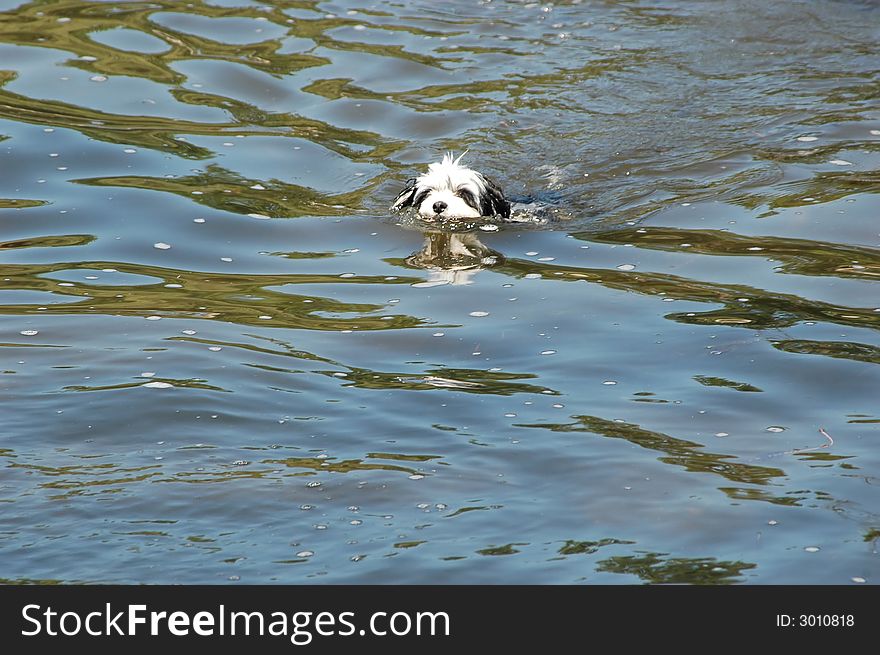 Puppy swimming in the lake.
