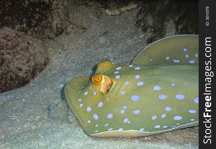 Taeniura lymma aka blue-spotted fantail ray, blue spotted stingray, blue spotted ray, and ribbontail stingray, is a colorful stingray with large bright blue spots on an oval, elongated disc and blue side-stripes along the tail. Taeniura lymma aka blue-spotted fantail ray, blue spotted stingray, blue spotted ray, and ribbontail stingray, is a colorful stingray with large bright blue spots on an oval, elongated disc and blue side-stripes along the tail.