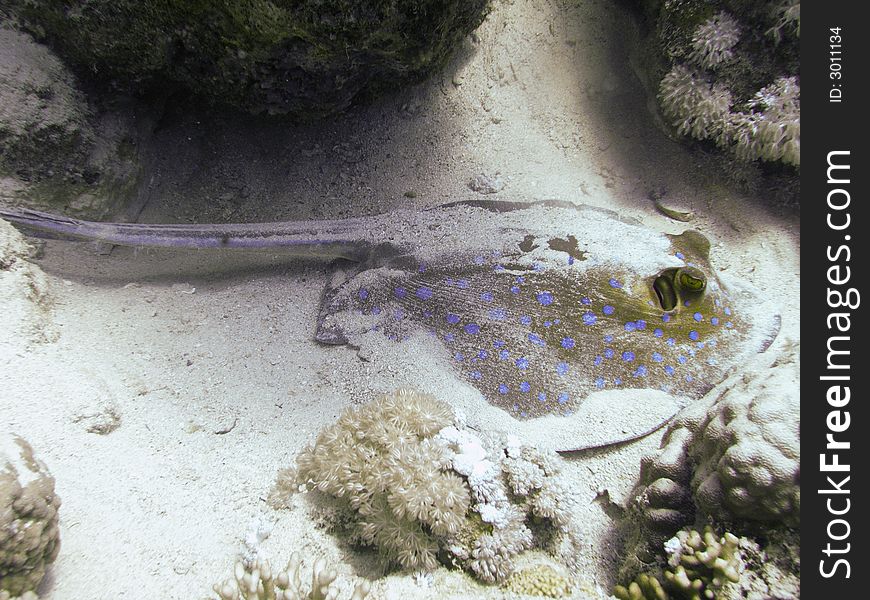 Blue spotted stingray