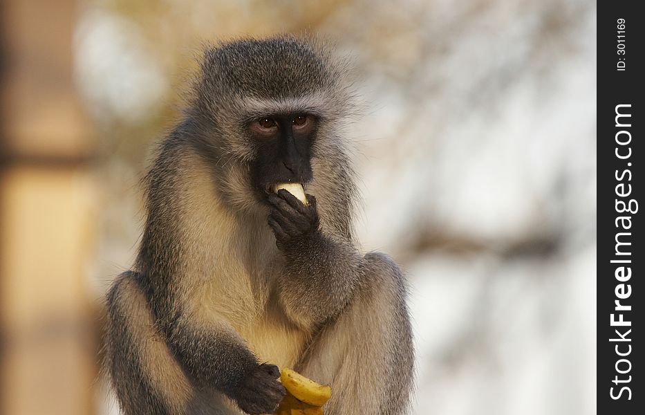 Velvet monkey(Cercopithecus aethiops) eating banana