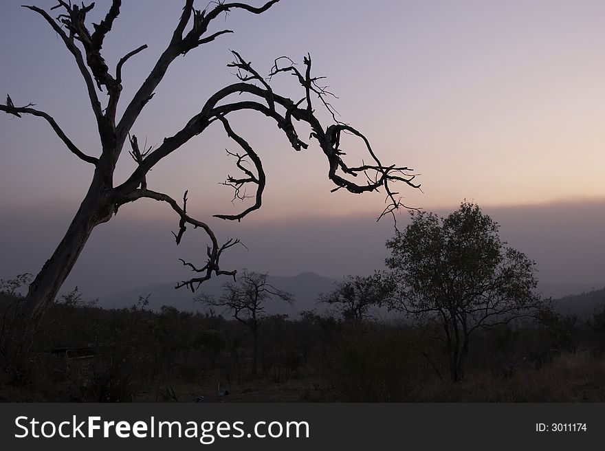 South African sunset with treeline