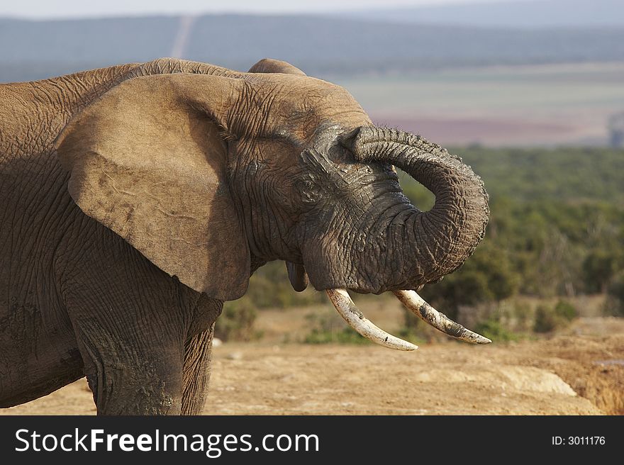 South african elephant in kruger national park