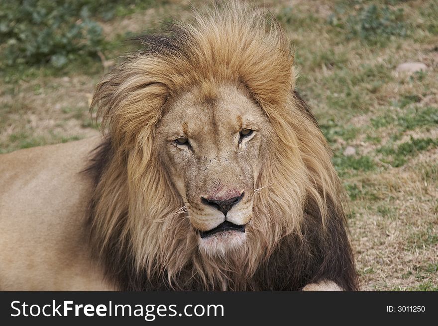 Beautiful lion in south africa. Beautiful lion in south africa
