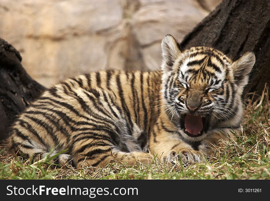 Little tiger puppy in a african zoo