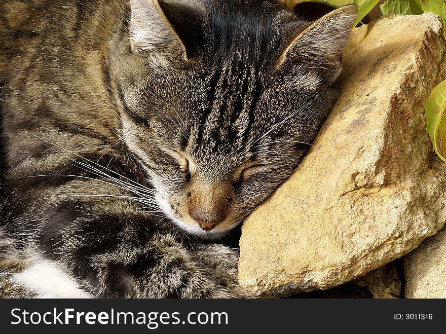 Cat laying in garden with head on rock. Cat laying in garden with head on rock.