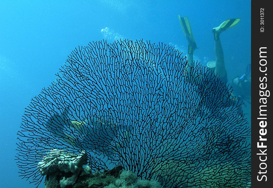 Divers Behind Of Large Gorgona