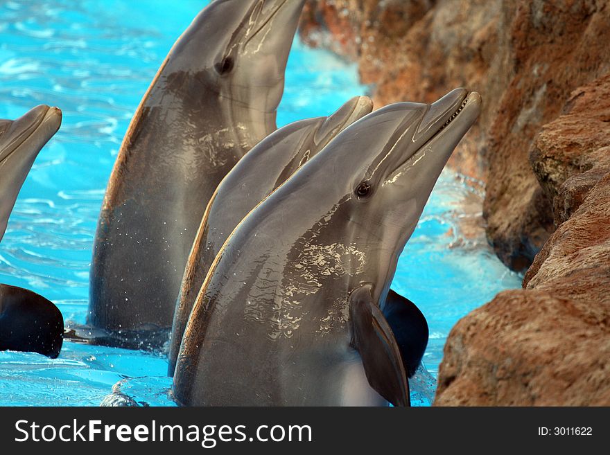 Group of dolphins close to shore rocks