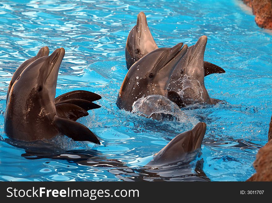 Group of dolphins playing in the water