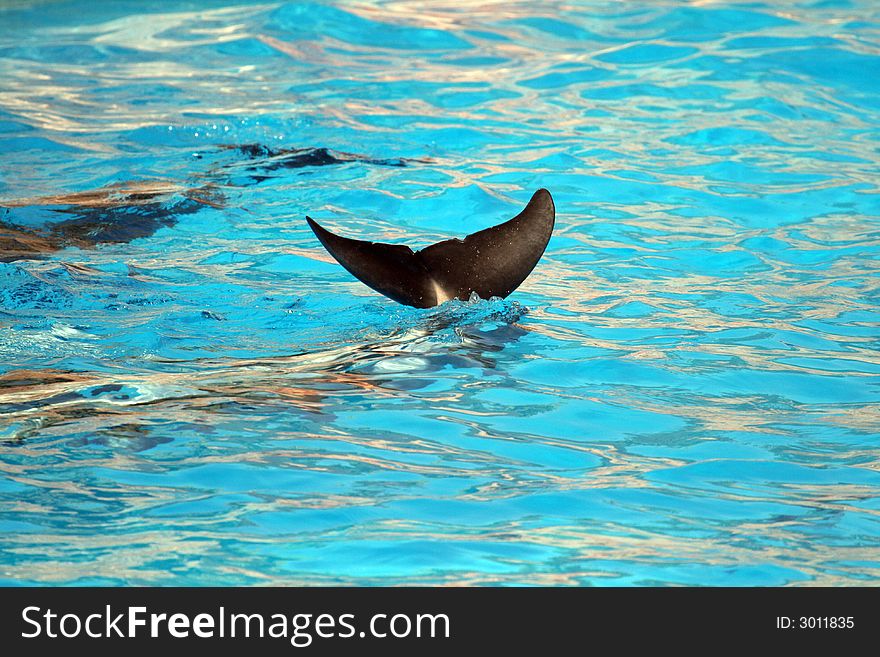 Dolphin showing it's tail out of the water. Dolphin showing it's tail out of the water