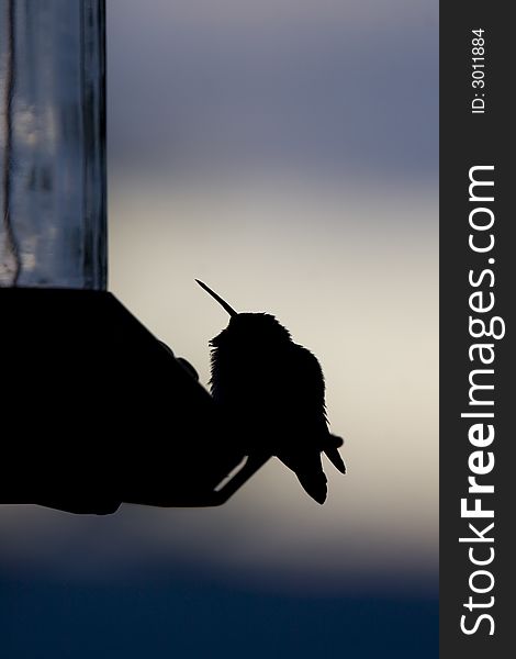 At dusk, a silhouette of a baby hummingbird sitting at a feeder. At dusk, a silhouette of a baby hummingbird sitting at a feeder.