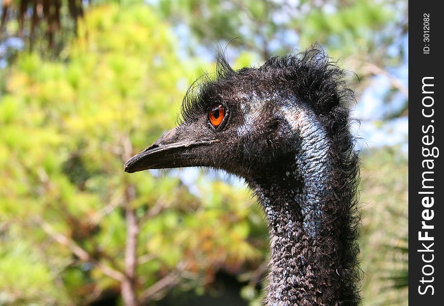 A closeup of an emu's head