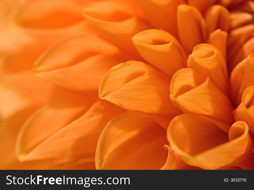 Light glowing behind the petals of an orange mum. Light glowing behind the petals of an orange mum.