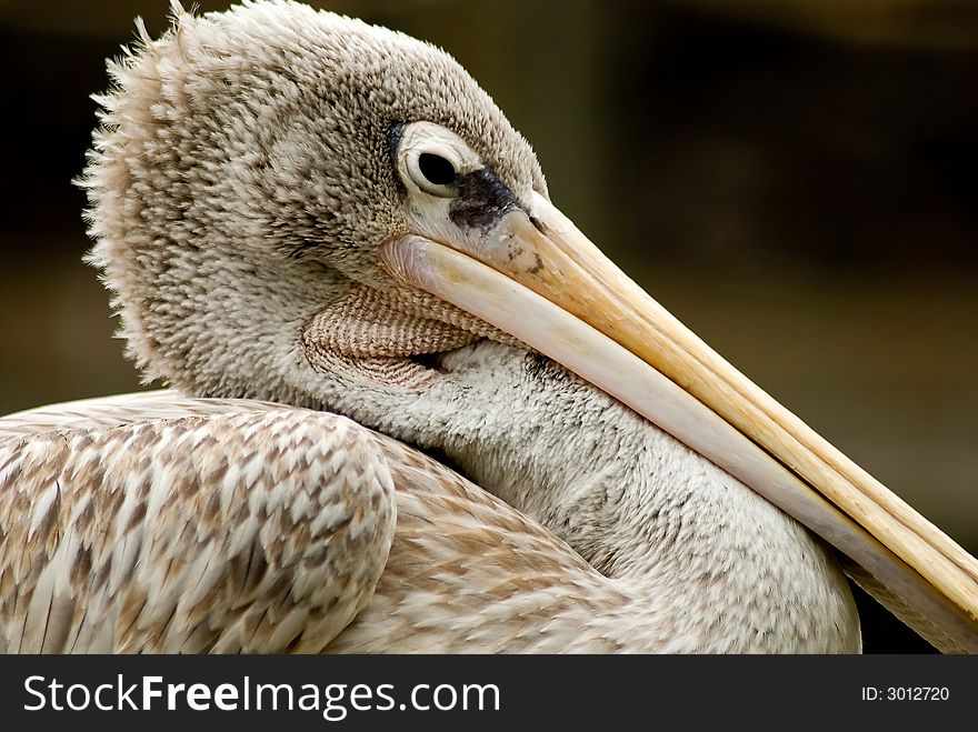 Pelican, resting his beak, at the San Diego Wild Animal Park.