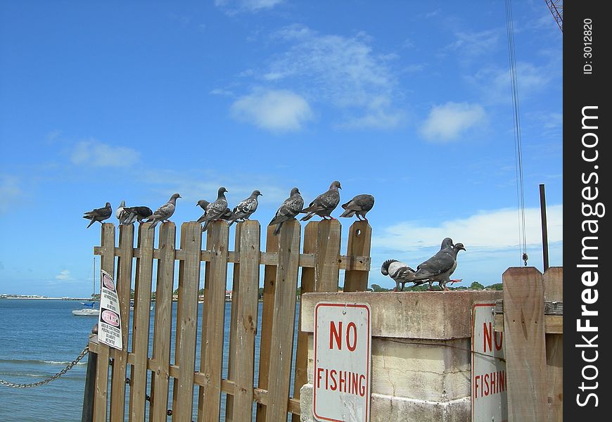 Photo of pigeons on a fence along the ocean.