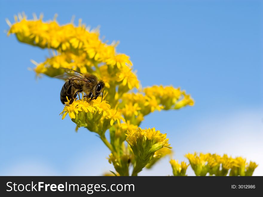 Wild bee collecting yellow pollen on yellow wildflowers close-up. Wild bee collecting yellow pollen on yellow wildflowers close-up