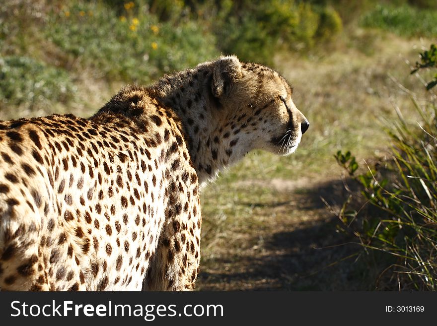 Cheetah taken up close in bright sunlight. Cheetah taken up close in bright sunlight