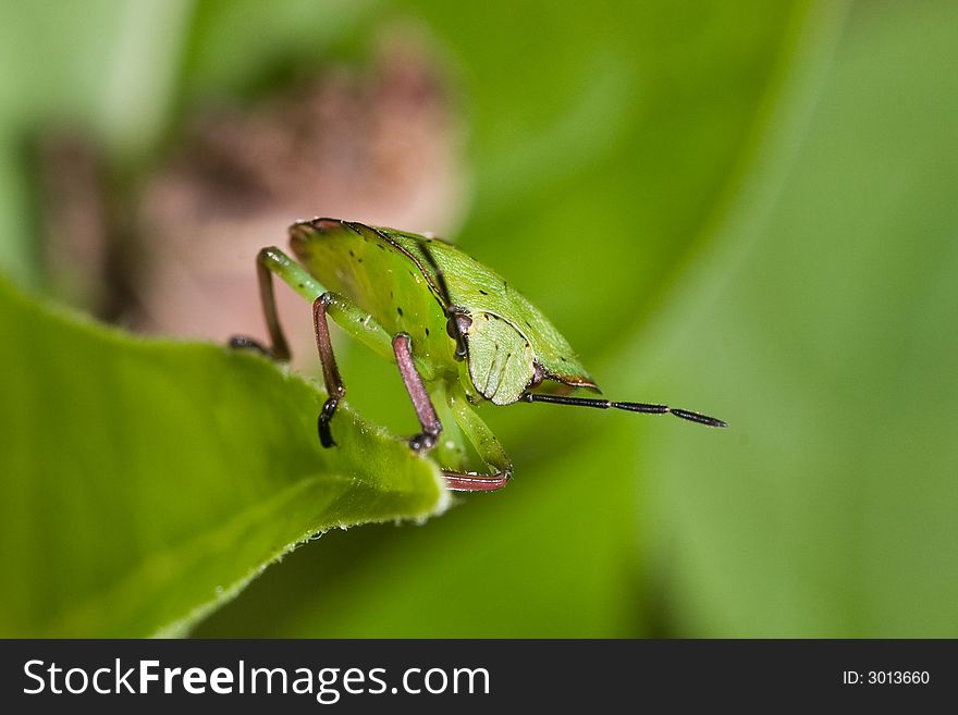 Isolated green shield bug on a leaf