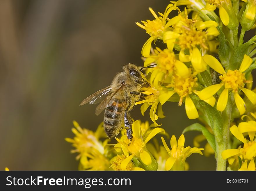 Bee pick nectar on yellow flower. Bee pick nectar on yellow flower