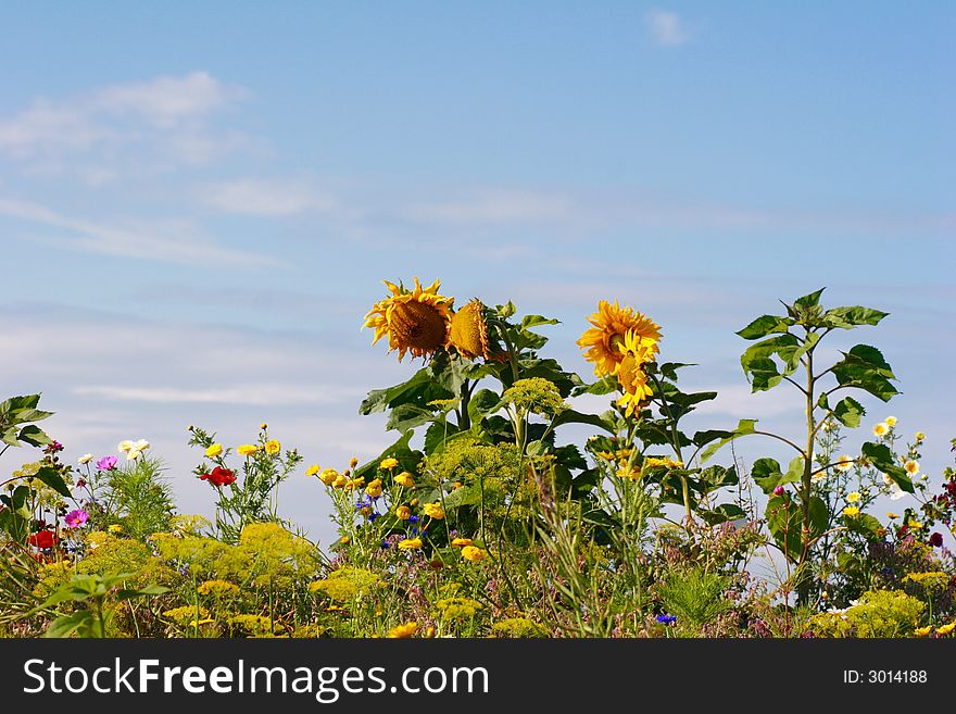 Sunflowers in a field of flowers