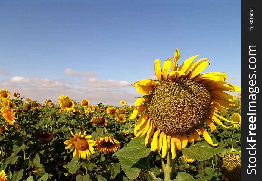 Sunflower And Blue Sky