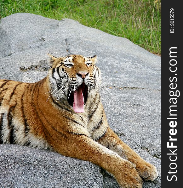 Tiger Laying Down Relaxing With a Big Yawning. Tiger Laying Down Relaxing With a Big Yawning