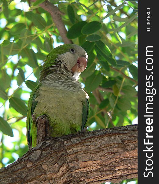 A green parrot from Barcelona