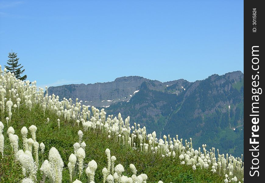 Field of Bear Grass on Granite Mountain in Washington State. Field of Bear Grass on Granite Mountain in Washington State.