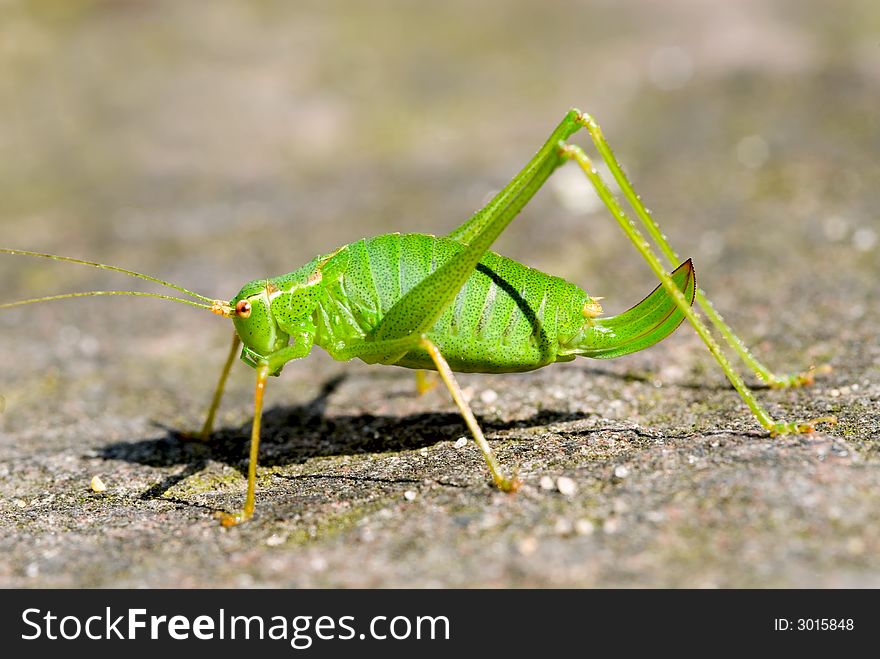 Larvae of Ensifera - Grasshopper - close-up. Larvae of Ensifera - Grasshopper - close-up