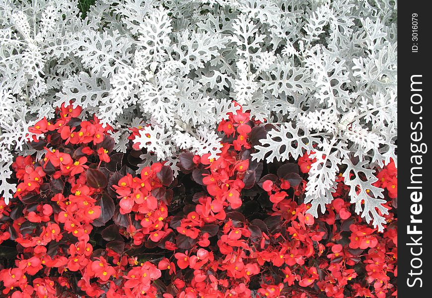 Beautiful red and white flowers