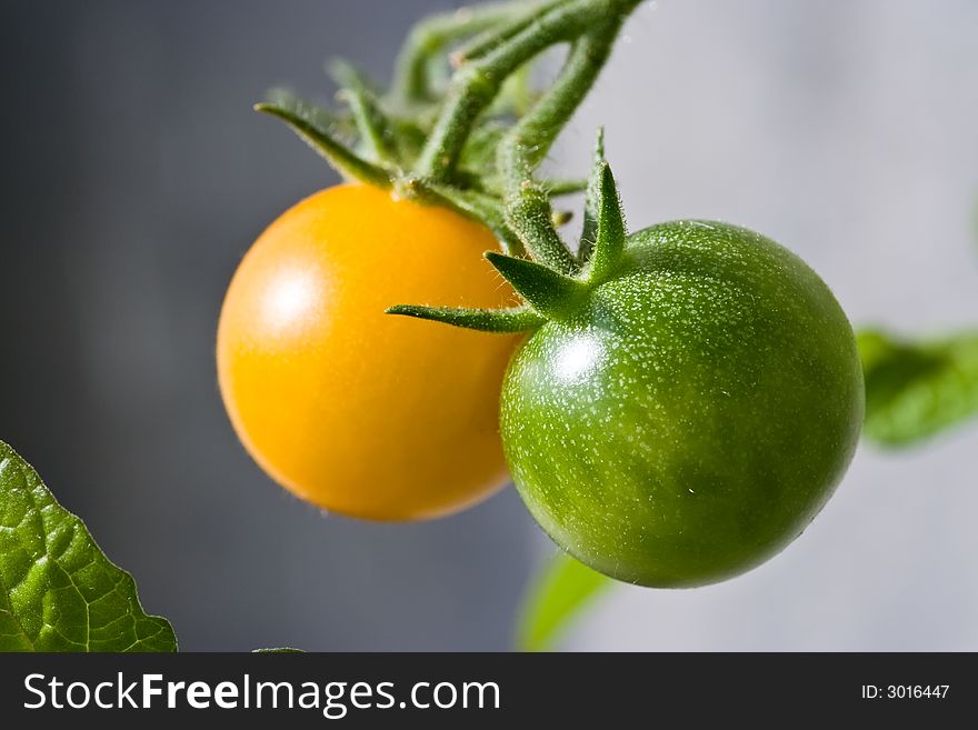 Closeup of yellow cherry tomato in the garden. Closeup of yellow cherry tomato in the garden.