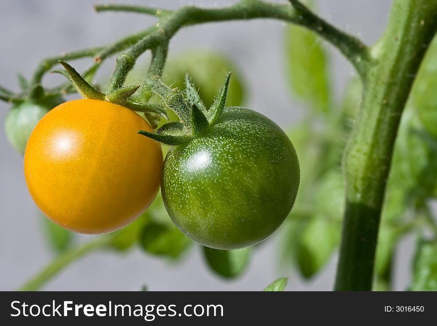 Closeup of yellow cherry tomato in the garden. Closeup of yellow cherry tomato in the garden.