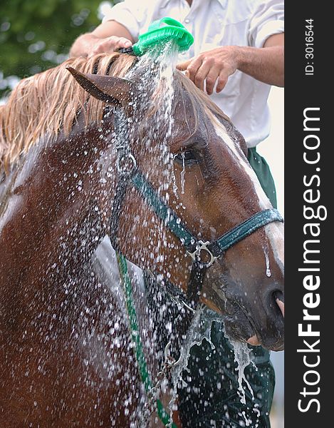 A groom washing a Belgian horse at an agricultural fair in Navan, Ontario. A groom washing a Belgian horse at an agricultural fair in Navan, Ontario